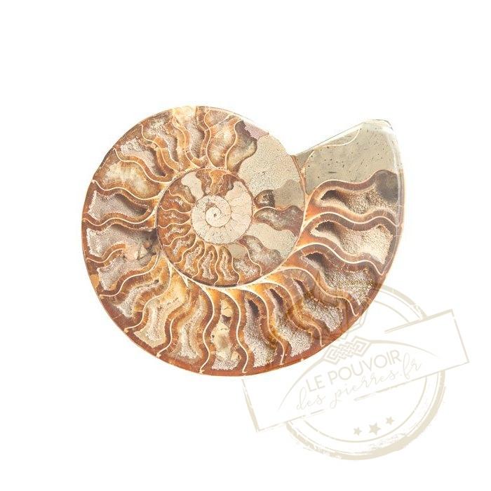 Pierre Ammonite : Vertus, signification et bienfaits de cette pierre
