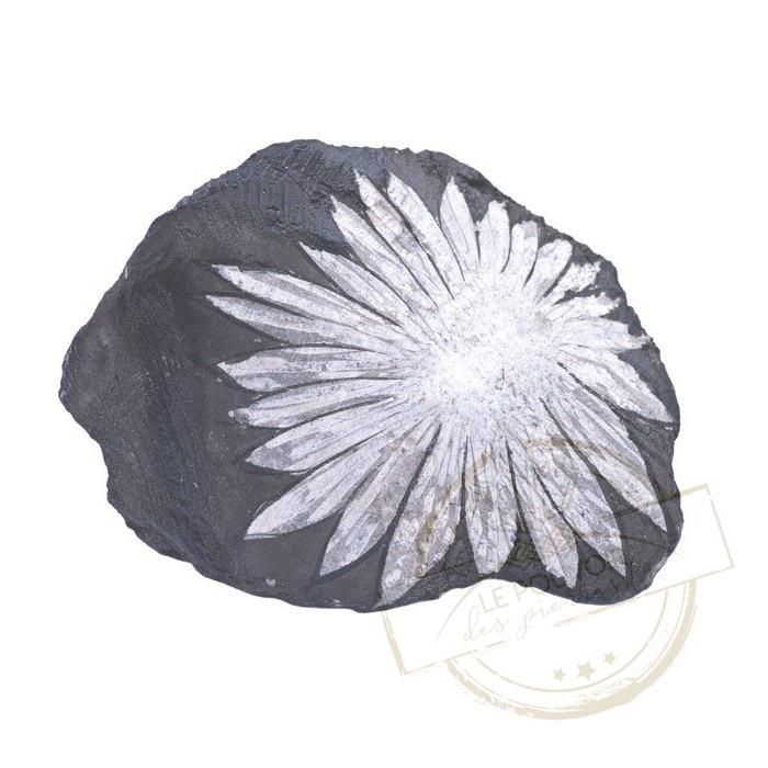 Pierre Chrysantheme Vertus signification et bienfaits de cette pierre